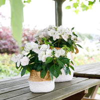 Hydrangea Hydrangea hybrid 'Runaway Bride' white