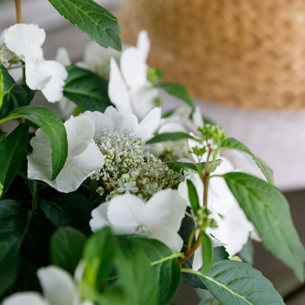 Hydrangea Hydrangea hybrid 'Runaway Bride' white