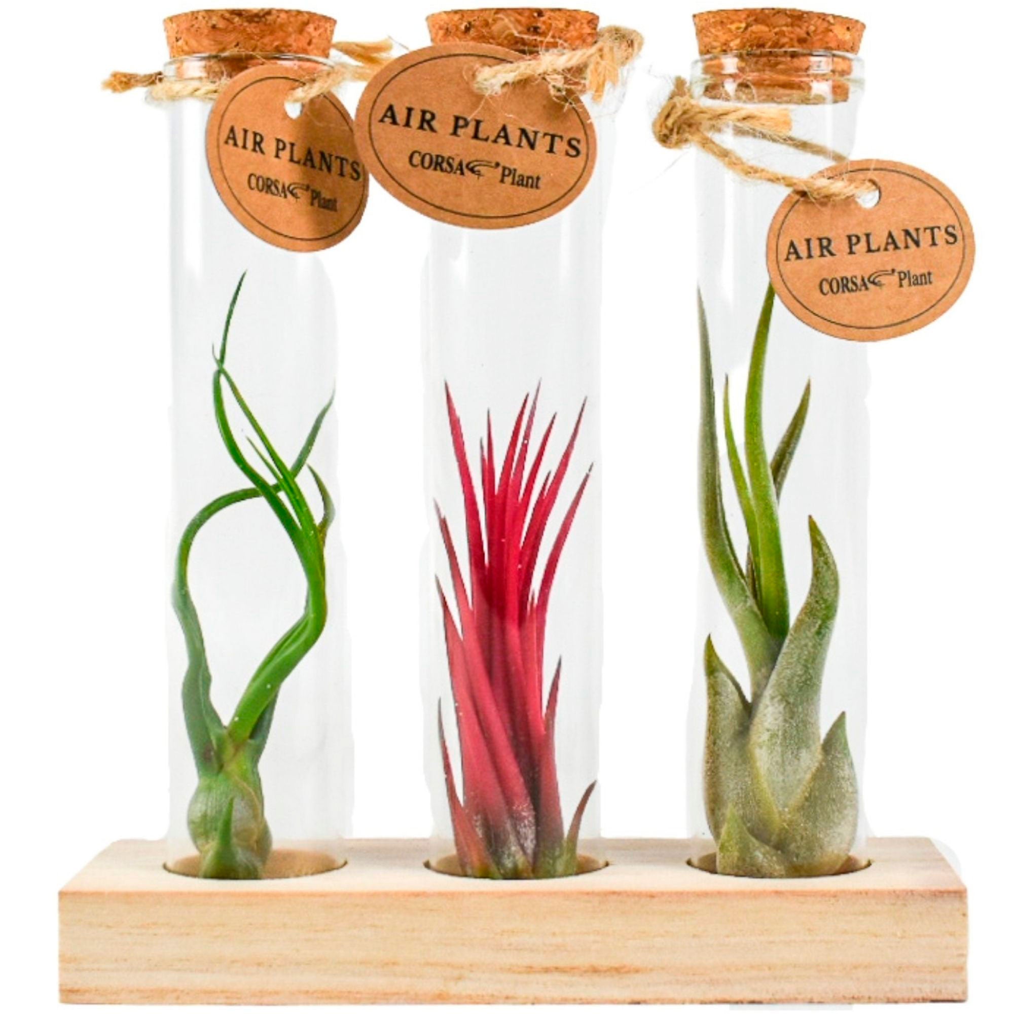 air plants uk for sale Buy house plants now 3x Air plant Tillandsia - Red-green-grey mix in tubes