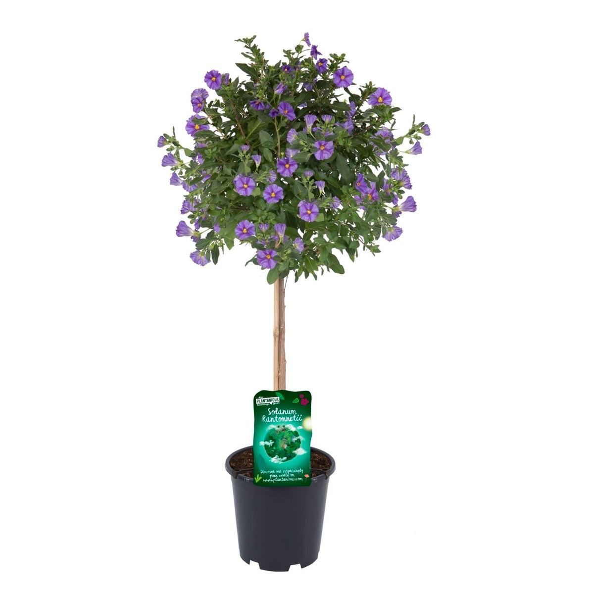 Lycianthes rentaonnetii Blue