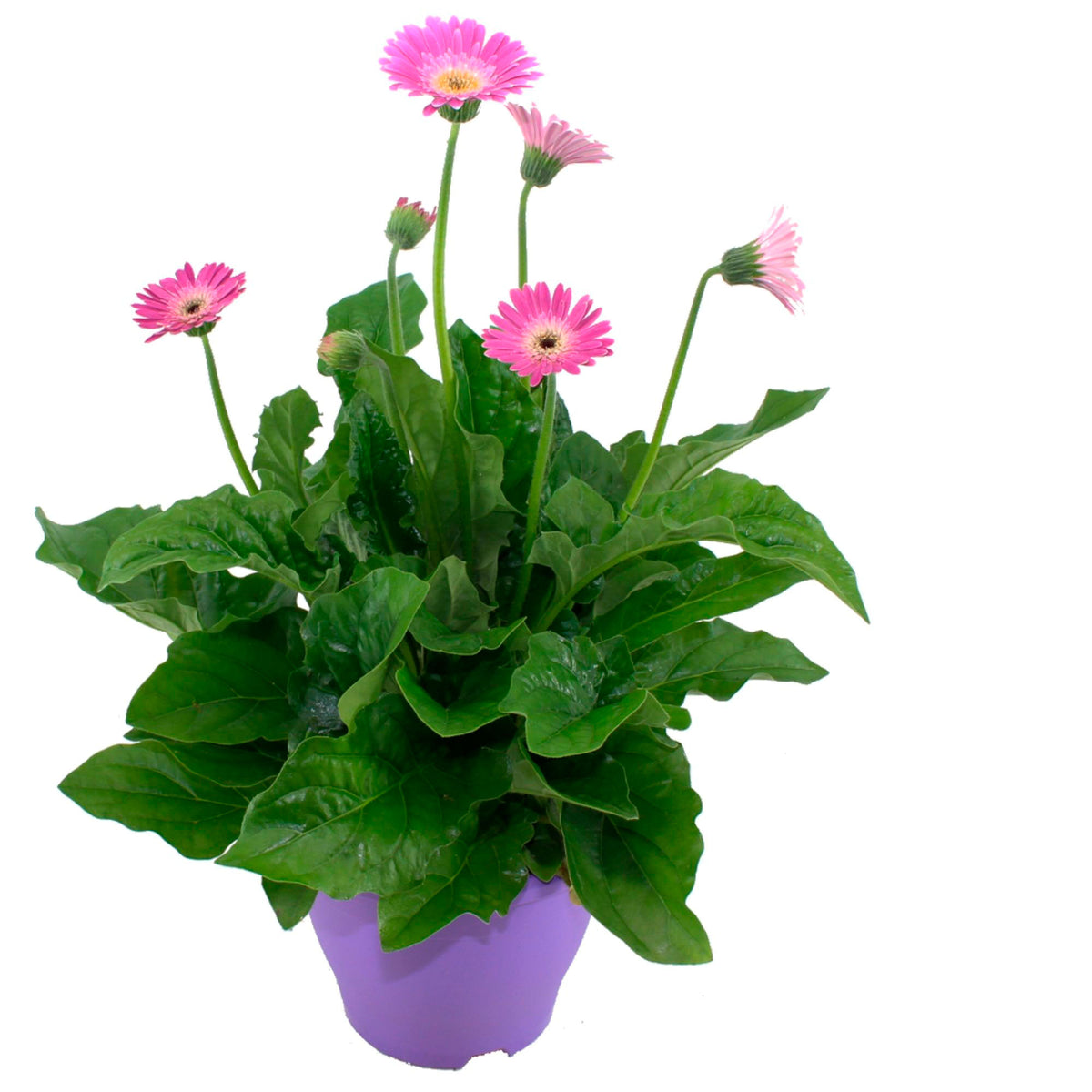 Gerbera 'Garvinea' Purple