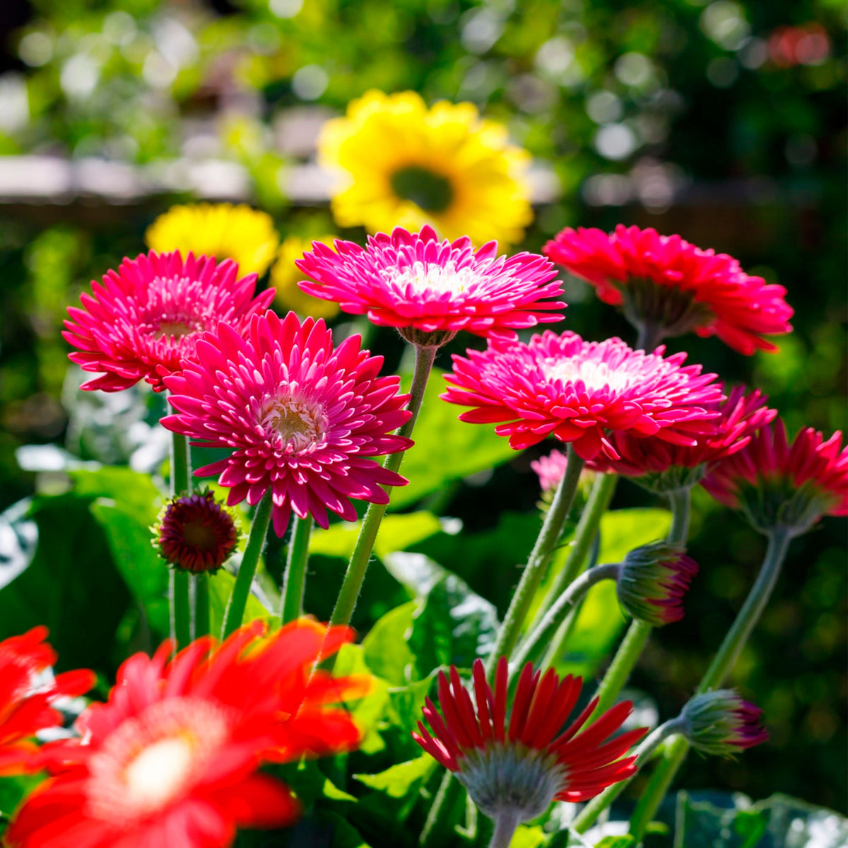 Gerbera 'Garvinea' Purple