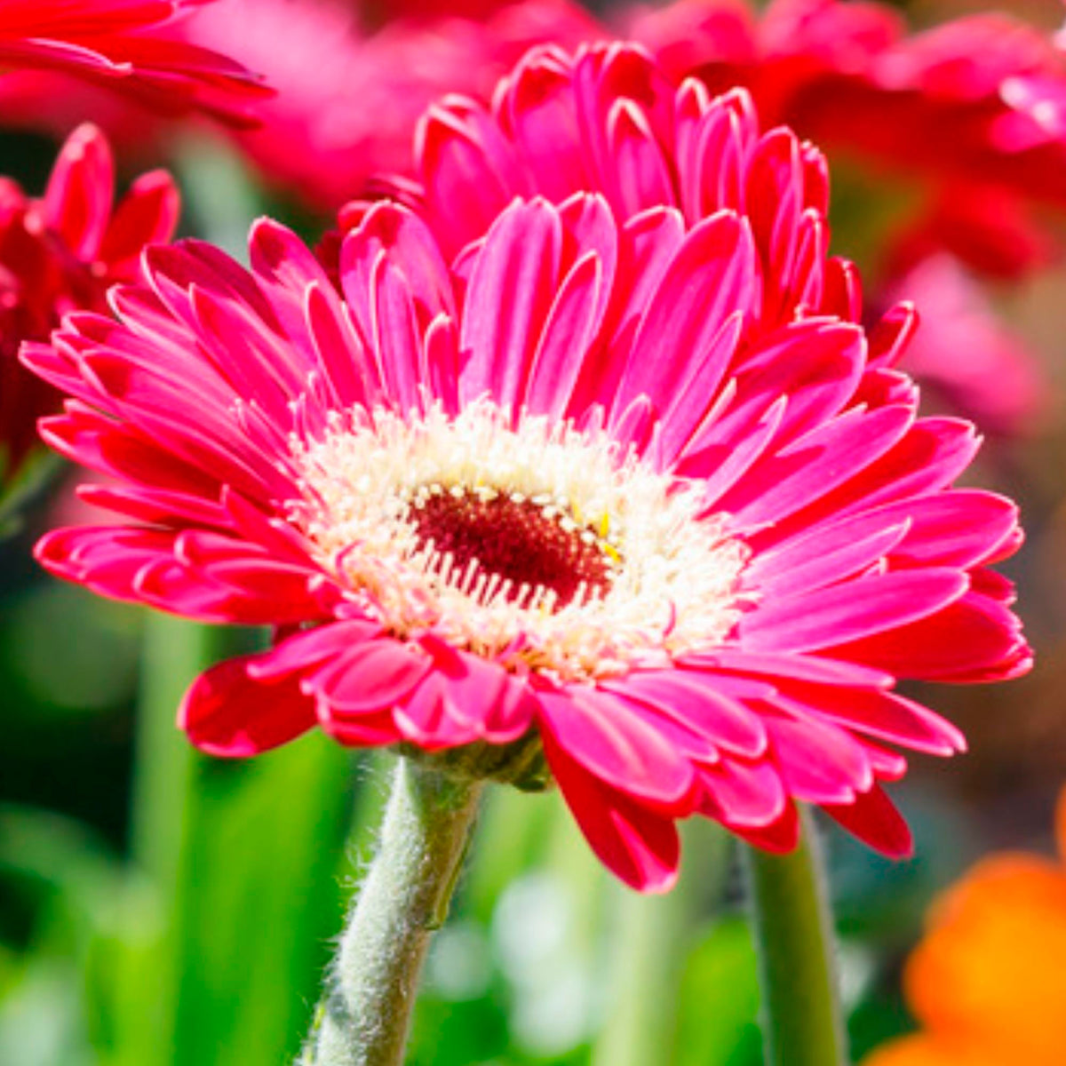 Gerbera 'Garvinea' Purple