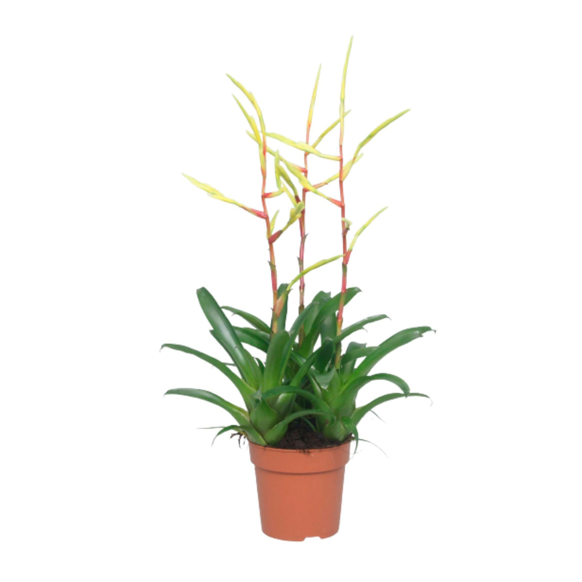 Bromelia Vriesea 'Happy Yellow' Yellow-Purple