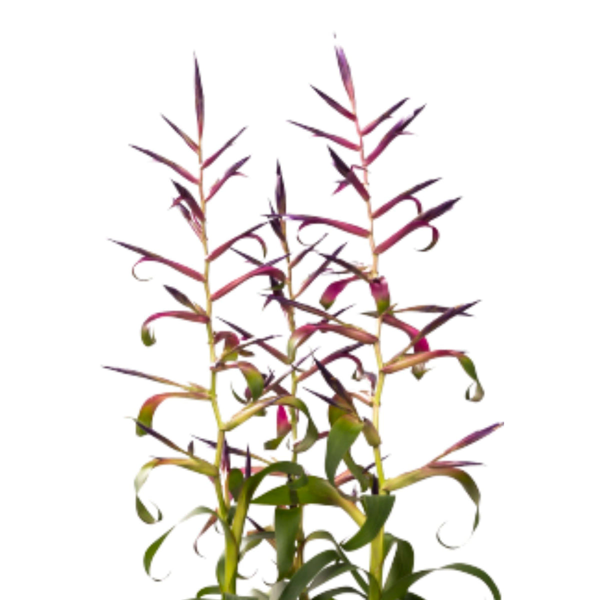Bromelia Tillandsia 'Mora' Purple-Green