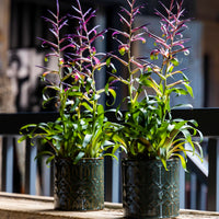 Bromelia Tillandsia 'Mora' Purple-Green incl. decorative pot