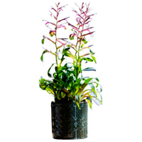 Bromelia Tillandsia 'Mora' Purple-Green incl. decorative pot