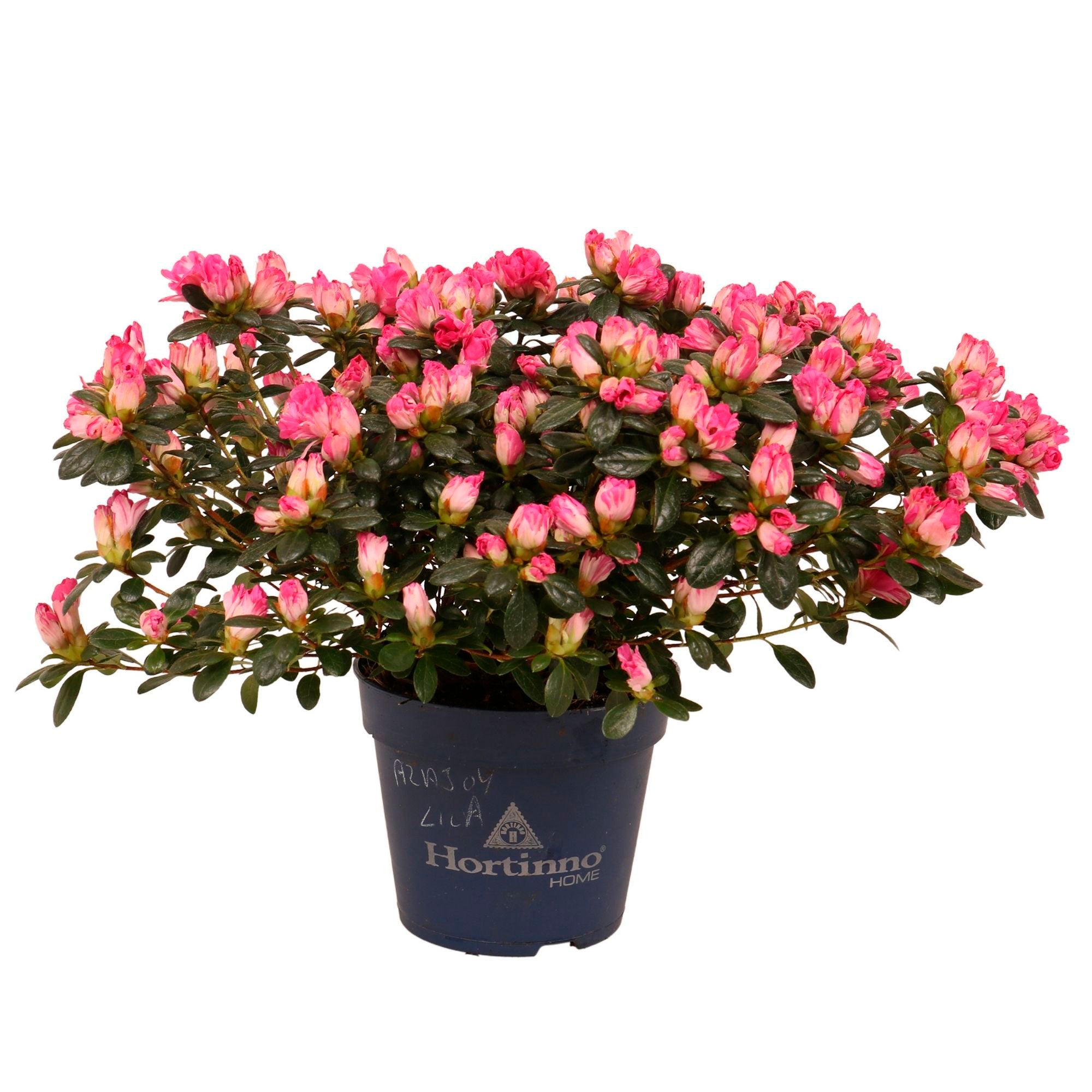 Azalea Rhododendron simsii 'Azajoy' pink