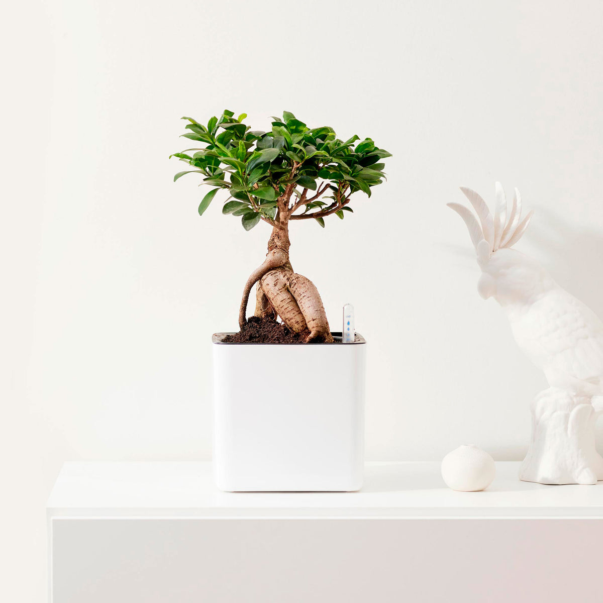 Ficus microcarpa 'Ginseng' incl. decorative pot