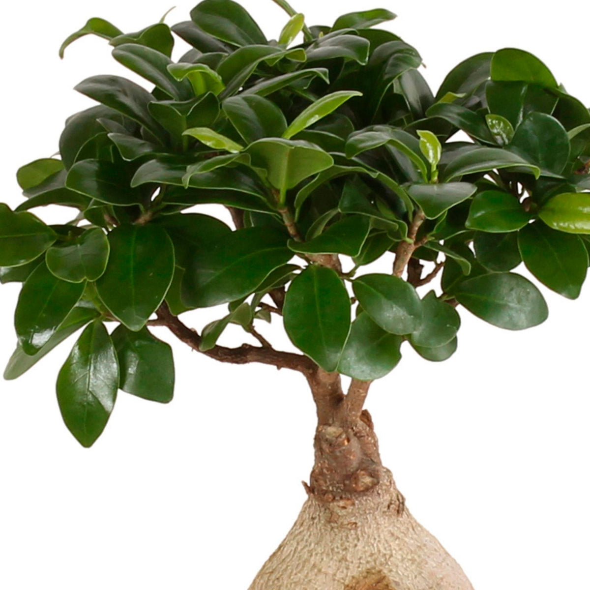 Ficus microcarpa 'Ginseng'