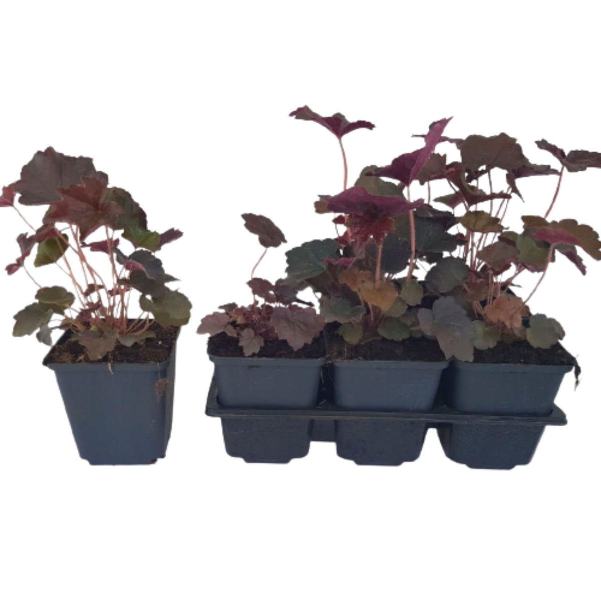 Six-pack of Heuchera 'Palace Purple' coral bells ground cover plants 'Palace Purple' - Hardy plant