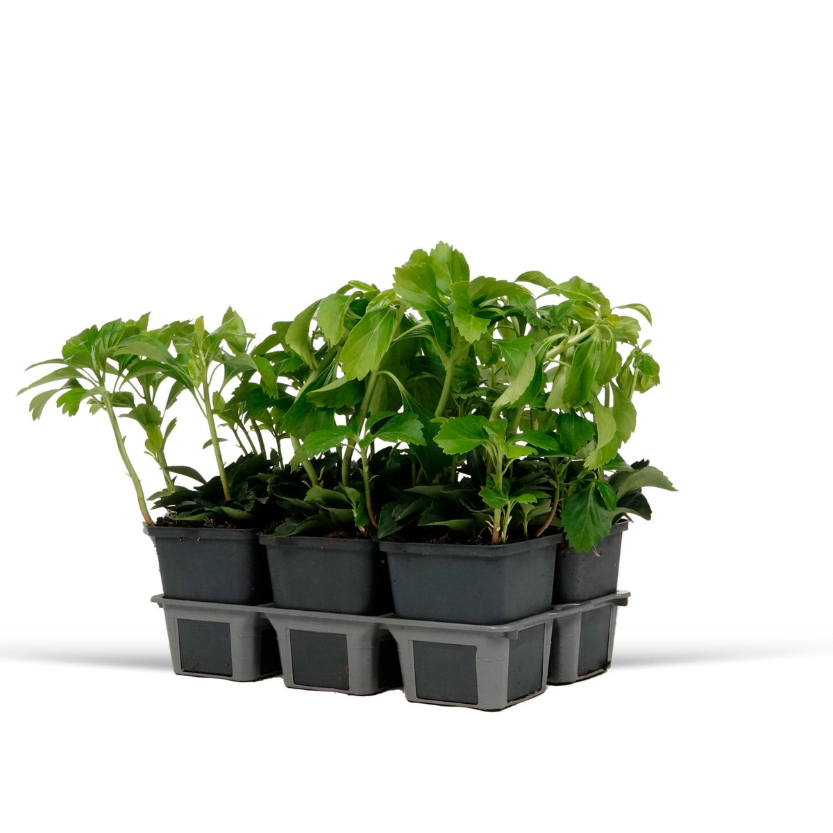 Six-pack of Pachysandra terminalis pachysandra ground cover plants - Hardy plant