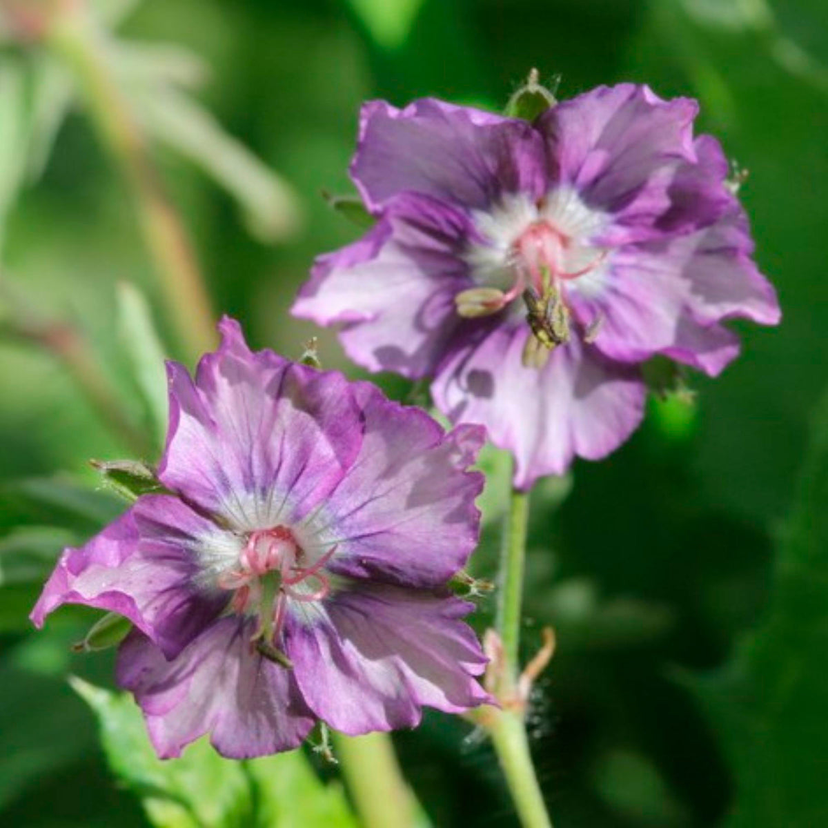 Bloody crane's-bill Geranium 'Kora' Purple-White - Bio - Hardy plant