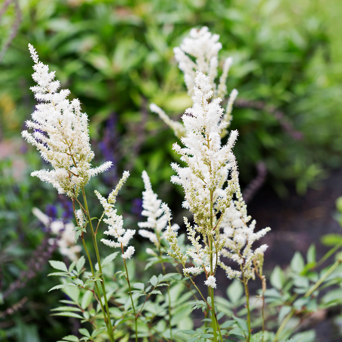 Goat's beard Astilbe 'Avalanche' White - Hardy plant