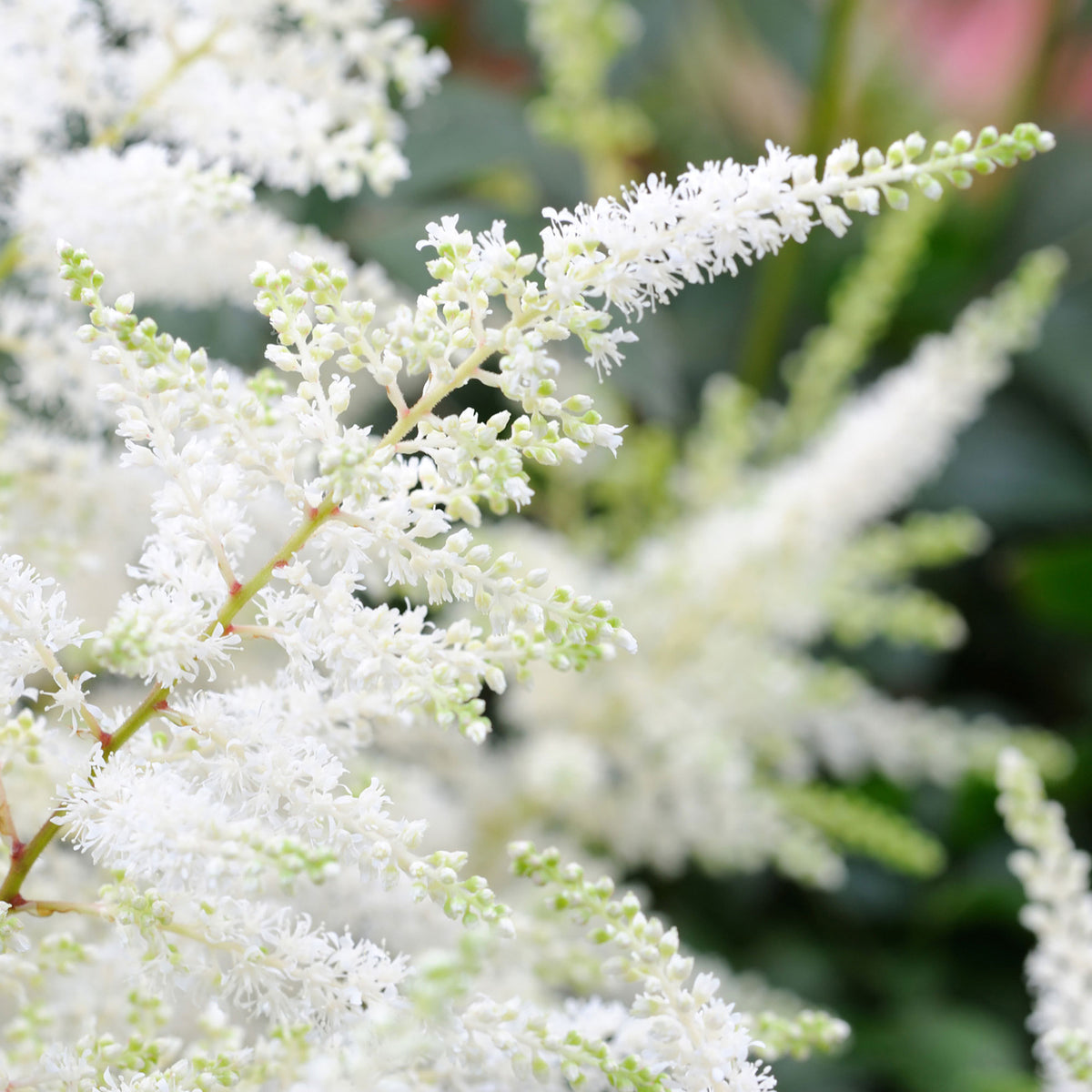 Goat's beard Astilbe 'Avalanche' White - Hardy plant