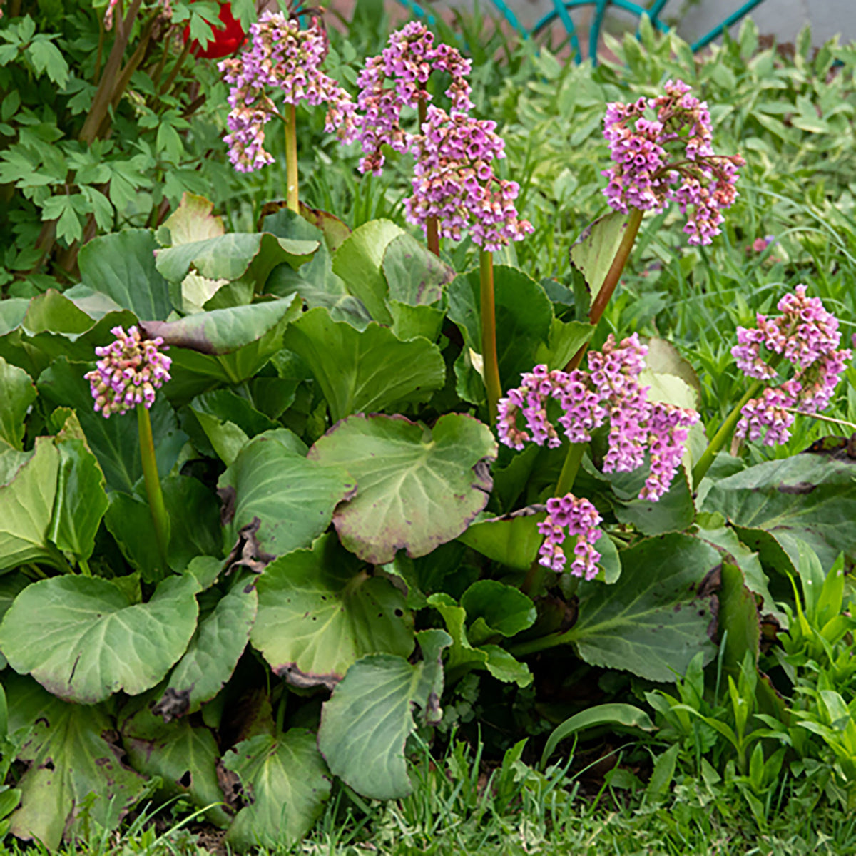 Bergenia 'Purpurea' Pink - Hardy plant