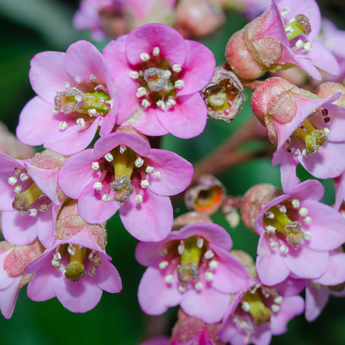 Bergenia 'Purpurea' Pink - Hardy plant