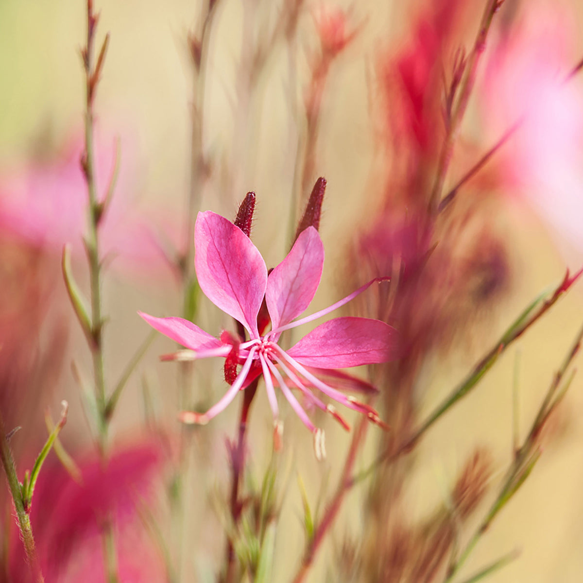 Gaura 'Butterfly Dark Pink' White-Pink - Hardy plant