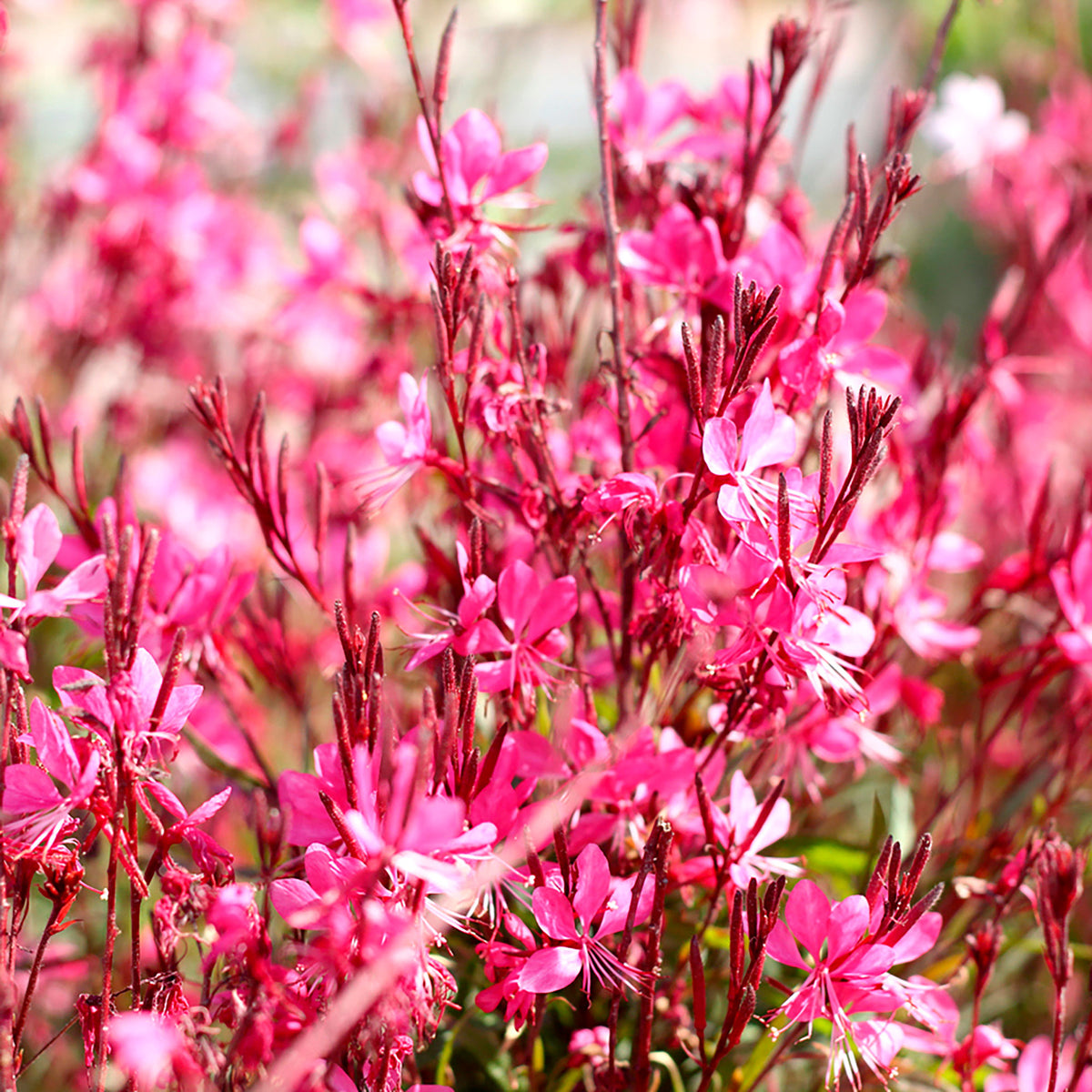 Gaura 'Butterfly Dark Pink' White-Pink - Hardy plant