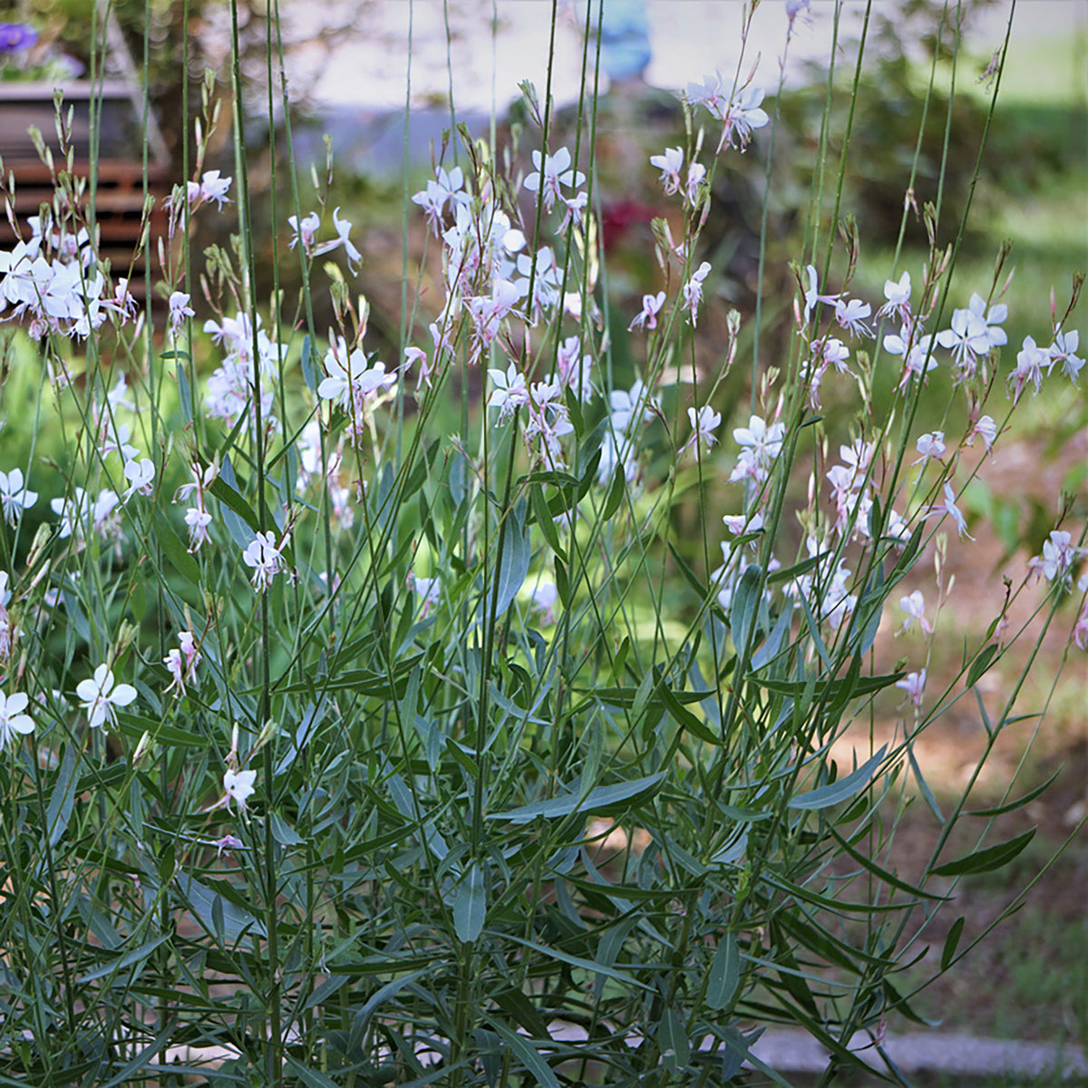 Gaura 'White Dove' White - Hardy plant