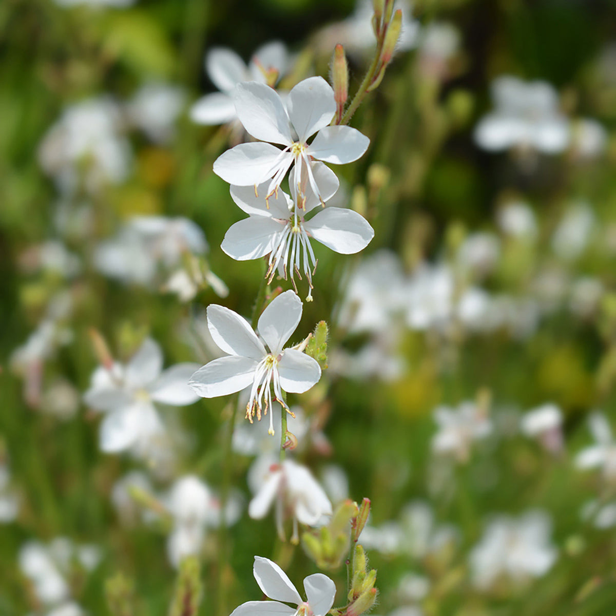 Gaura 'White Dove' White - Hardy plant