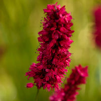 Persicaria 'Dark Red' Pink-Red - Hardy plant