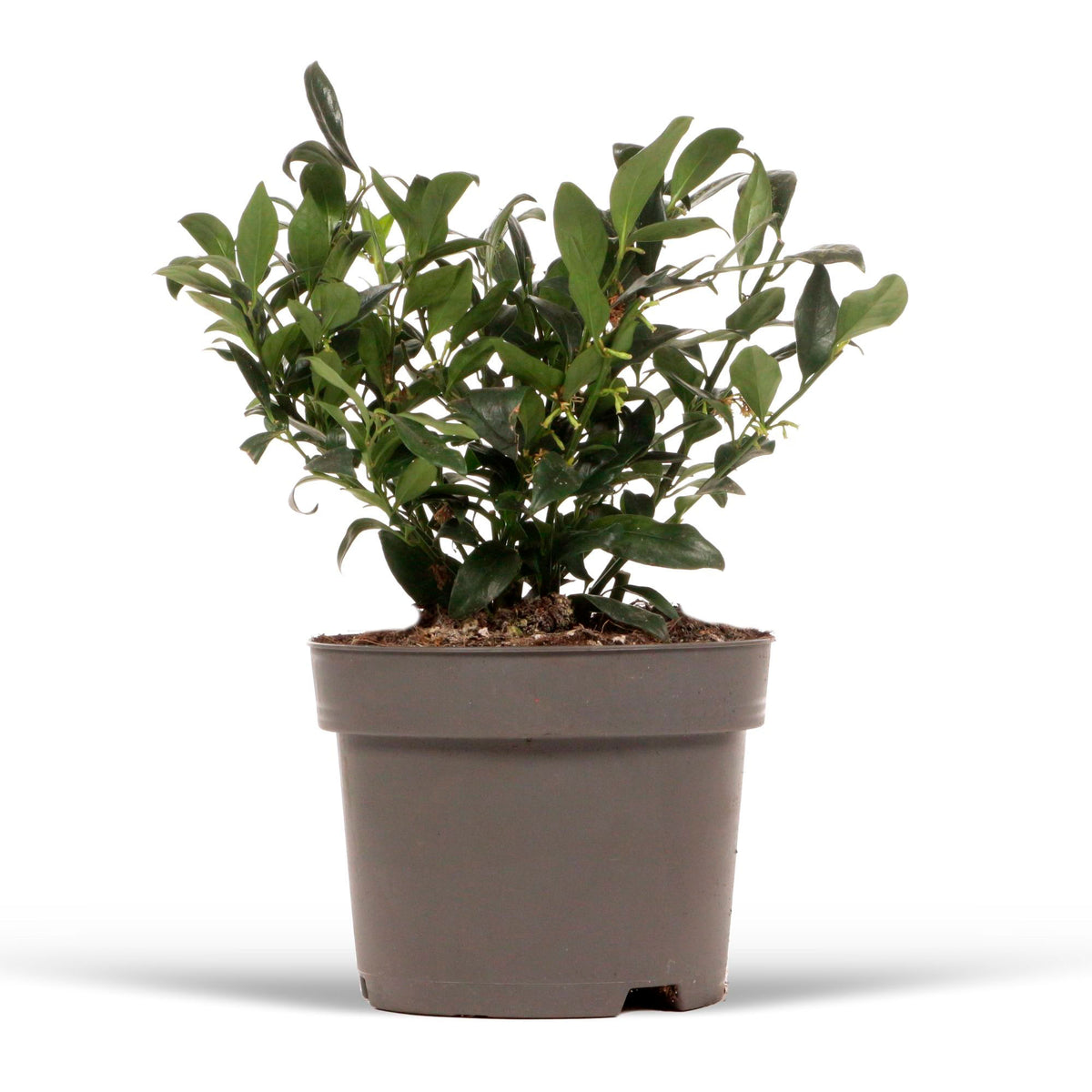 Sarcococca confusa Yellow-White - Hardy plant