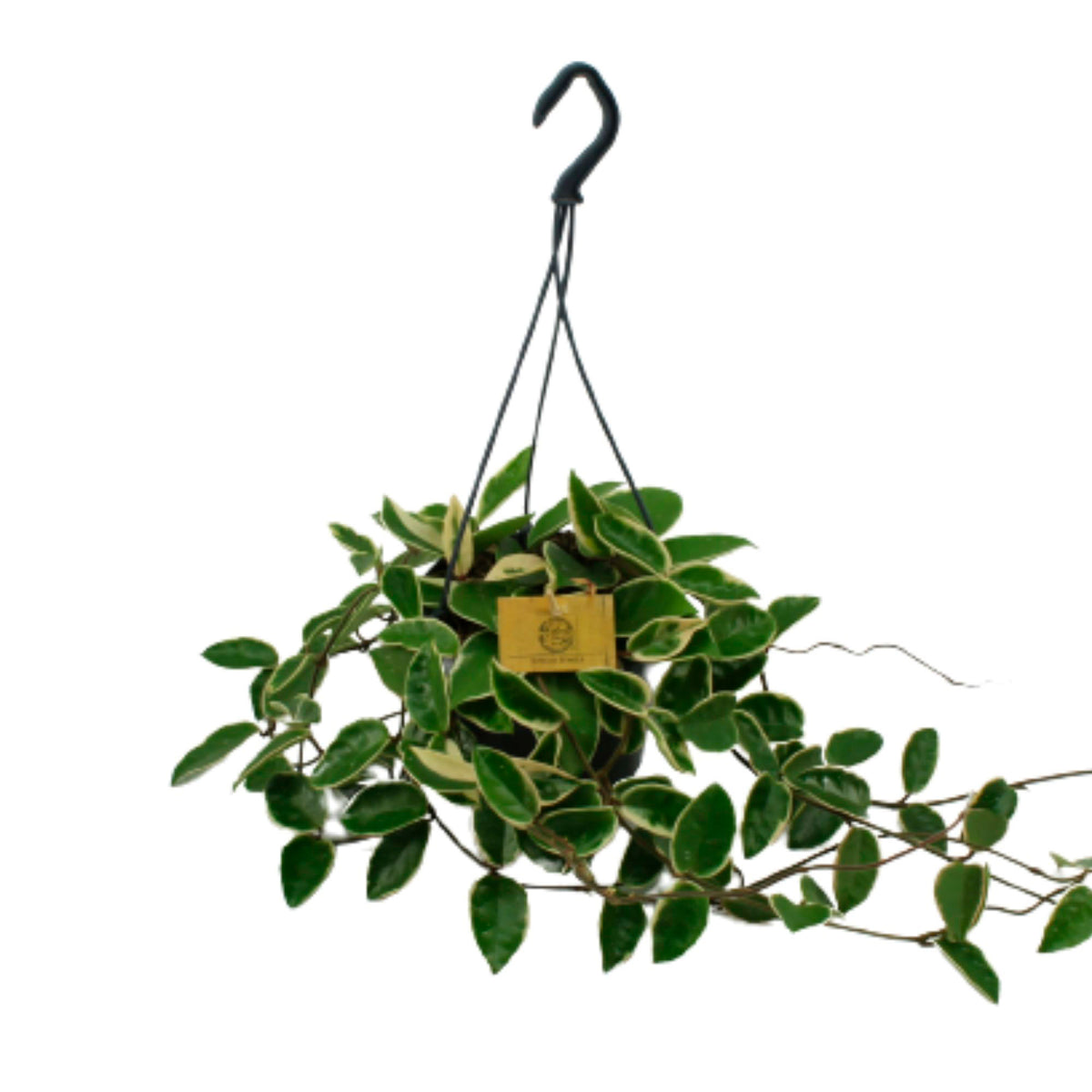 Wax Plant Hoya 'Krimson Queen' - Hanging plant