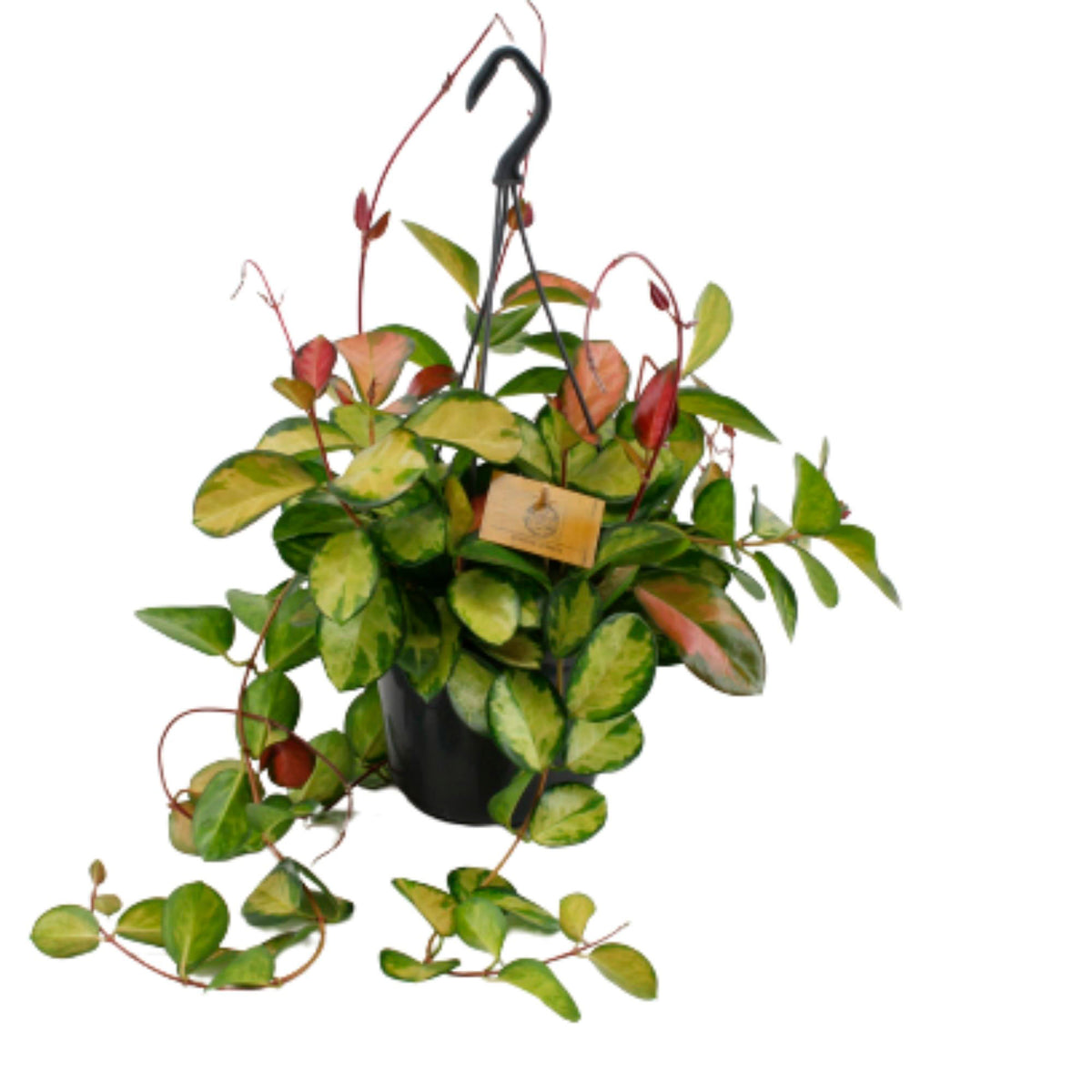 Hoya australis 'Lisa' green-yellow incl. plastic hanging pot - Hanging plant
