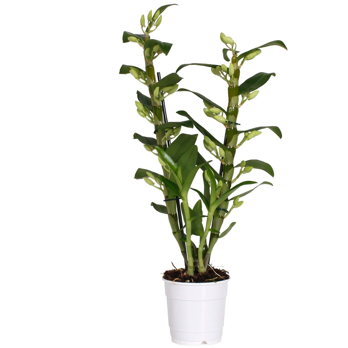 Orchid Dendrobium 'Apollon' White-Yellow