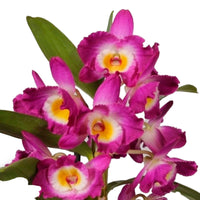 Orchid Dendrobium 'Akatsuki' Purple-Yellow