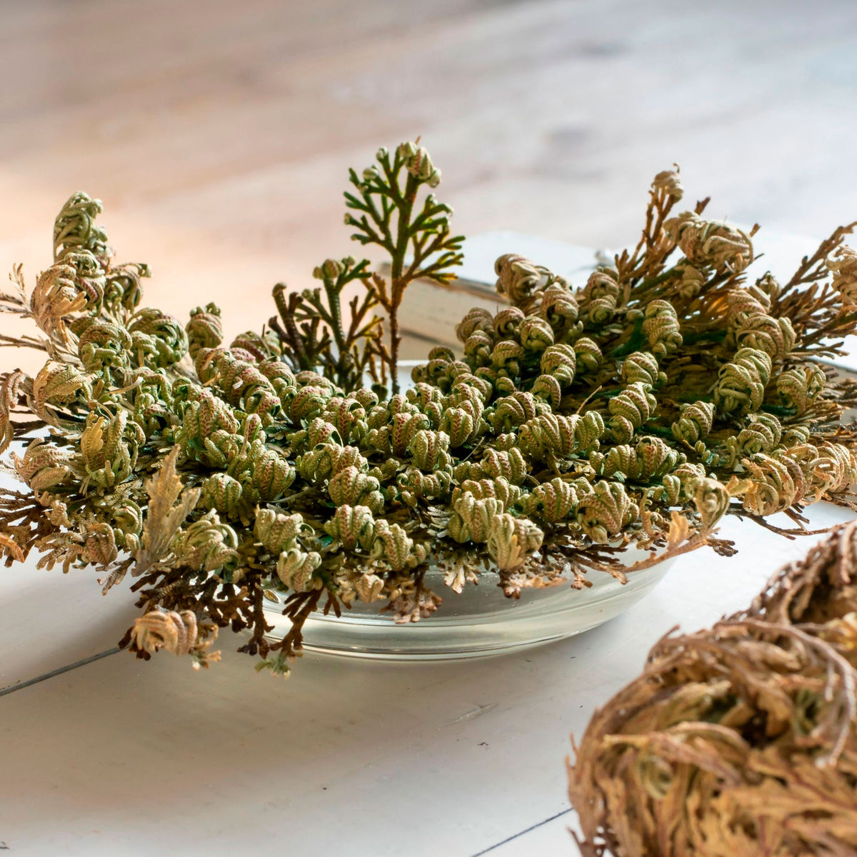 Rose of Jericho Selaginella pilifera - Bare rooted