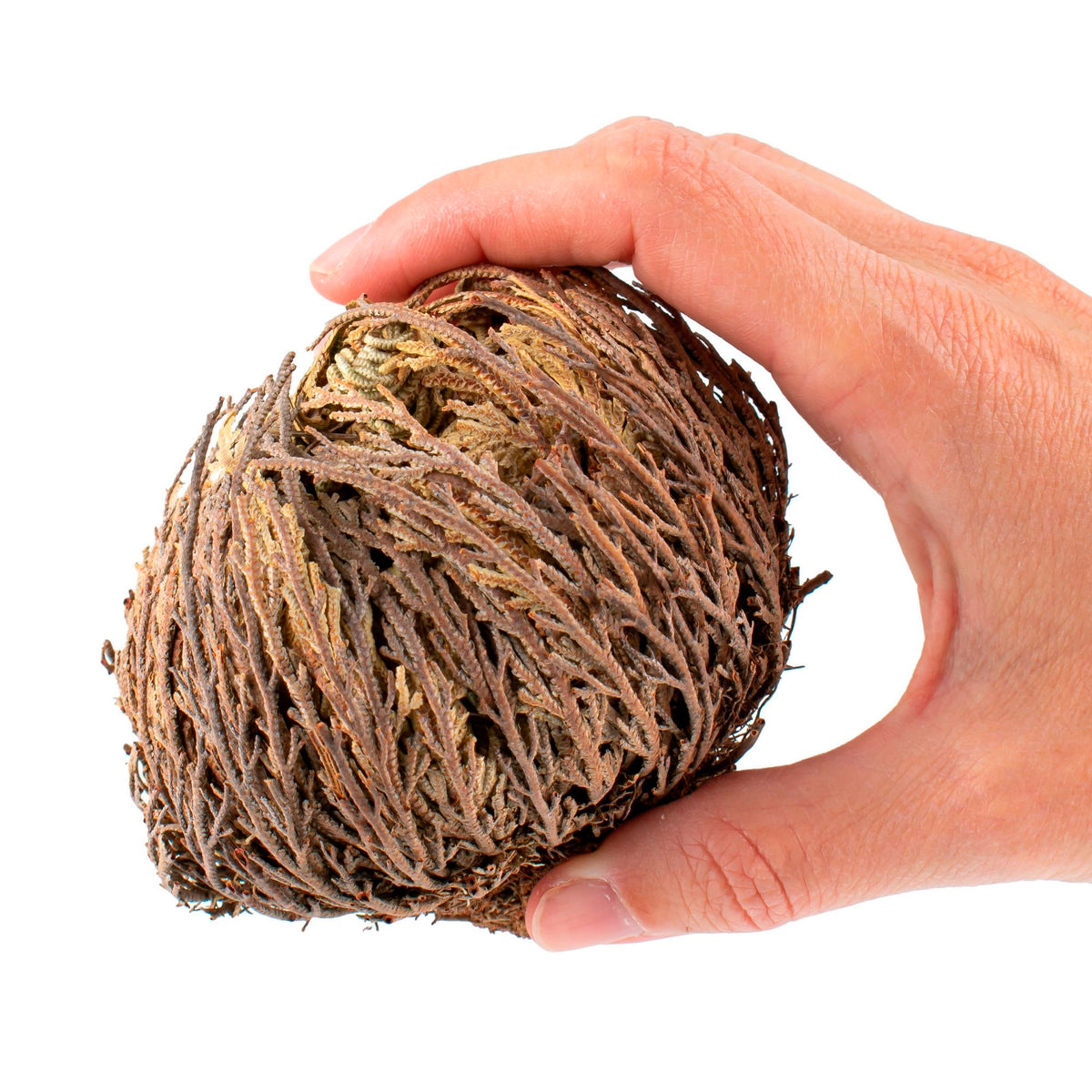 Rose of Jericho Selaginella pilifera - Bare rooted