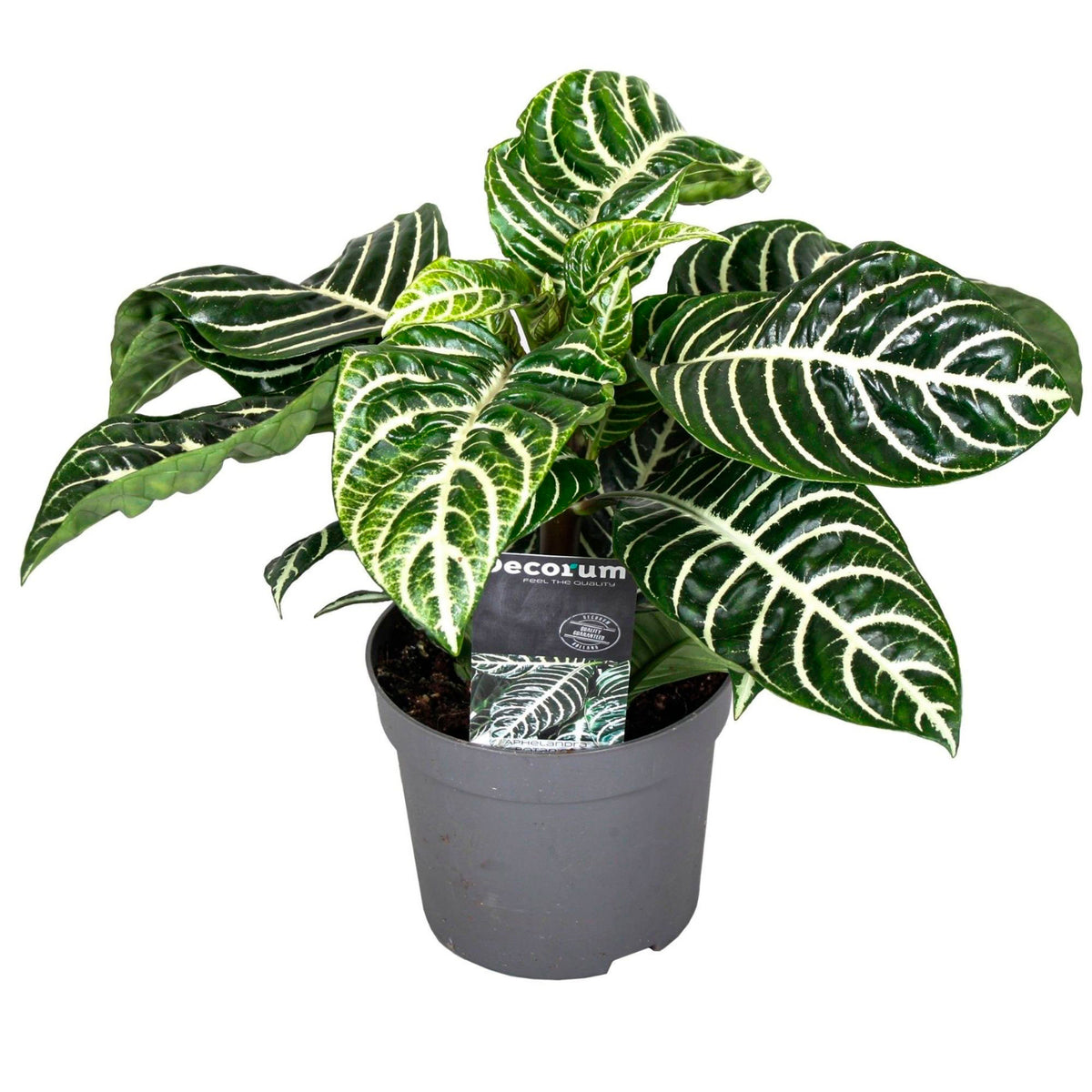 Zebra plant Aphelandra 'Botanica' Green-White