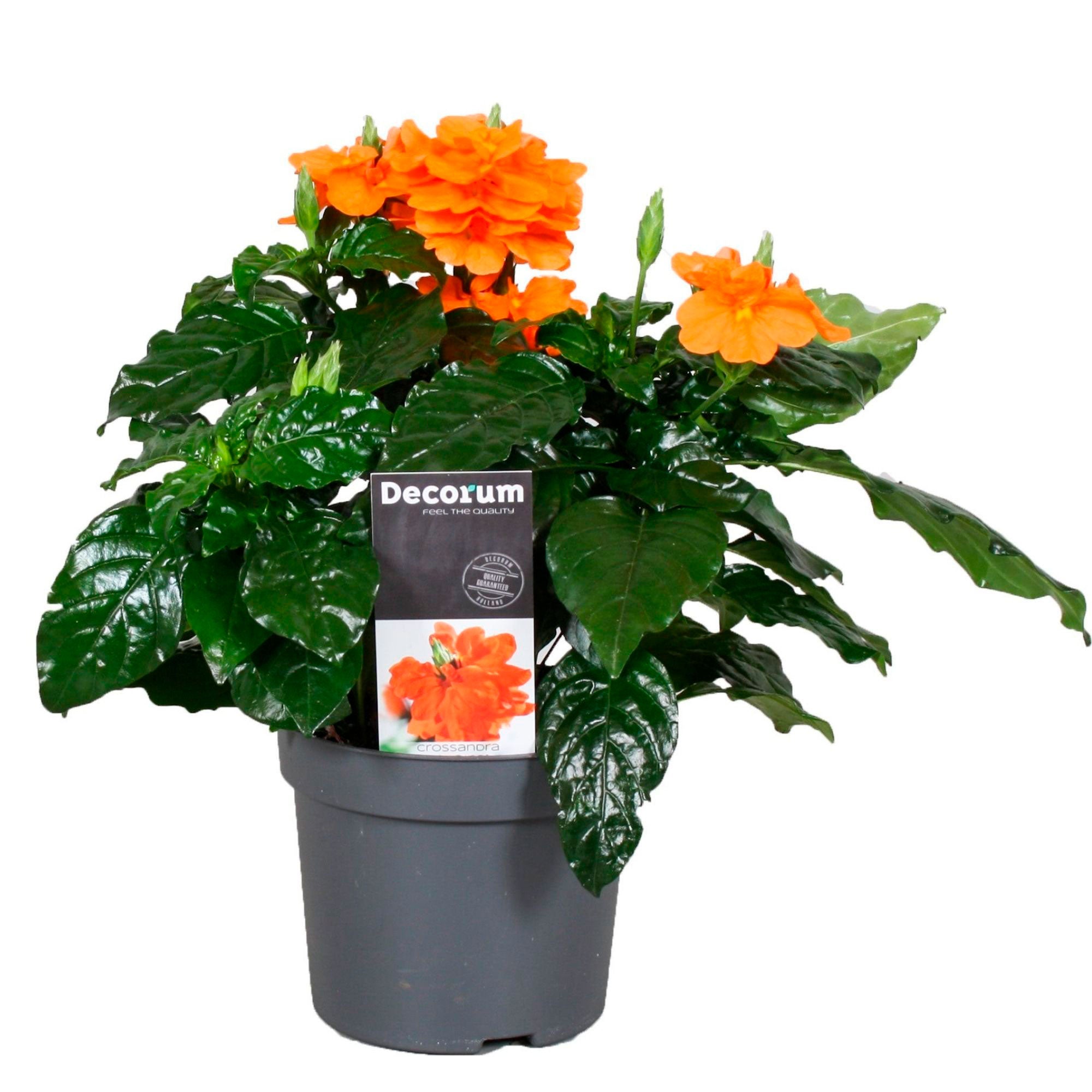 Crossandra Fortuna Green Orange