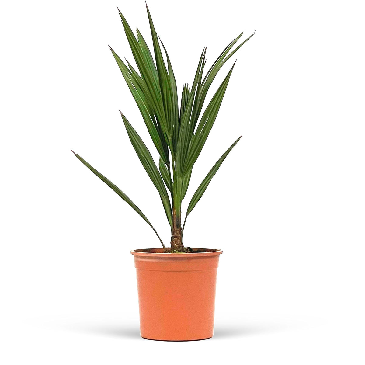 Humilis 'Sicilia' Green - Hardy plant