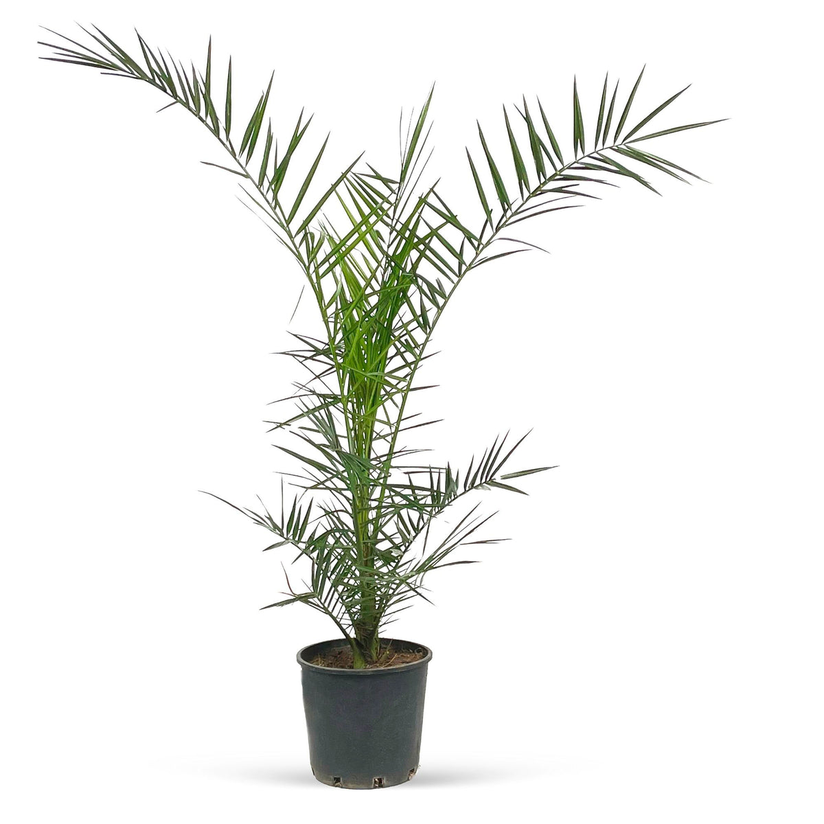 Date palm Phoenix canariensis - Hardy plant