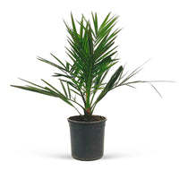 Date palm Phoenix canariensis - Hardy plant
