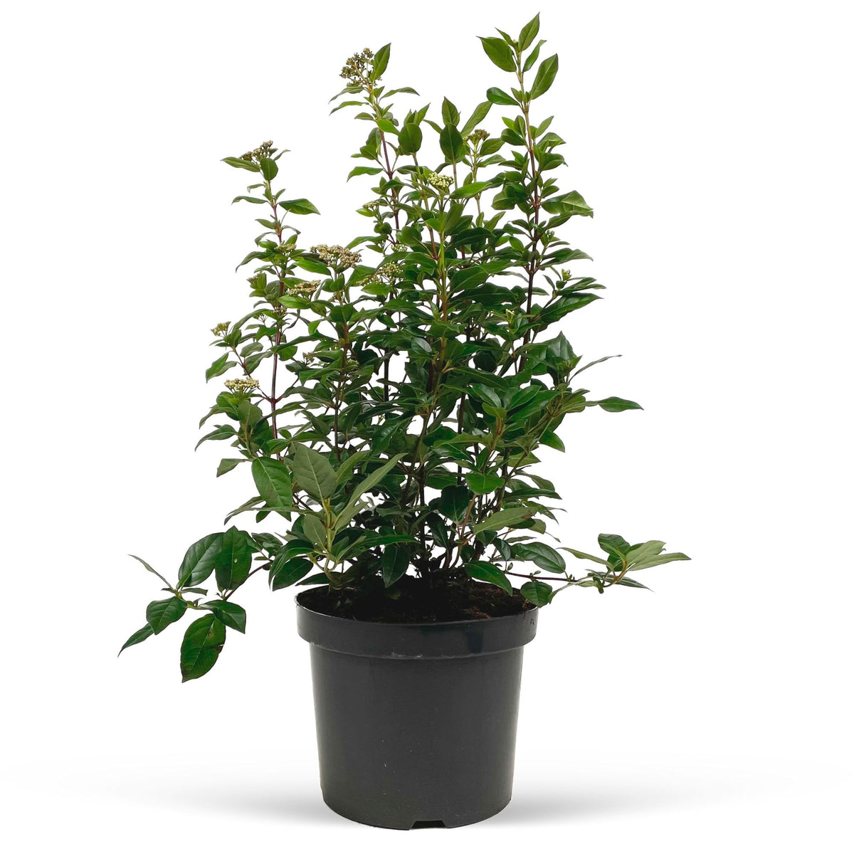 Viburnum 'Eve Price' White-Red - Hardy plant