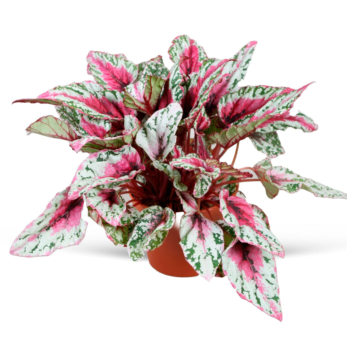 Painted-leaf Begonia 'Maui Sunset'