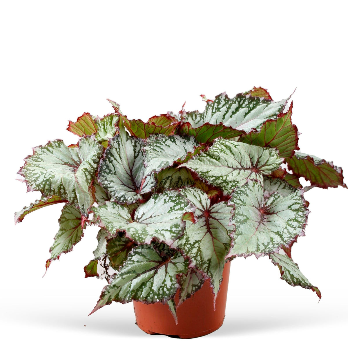 Painted-leaf Begonia 'Asian Tundra'
