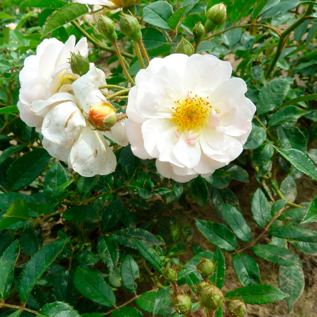 Climbing rose Rosa 'Ghislaine de Féligonde'® Orange-White - Hardy plant