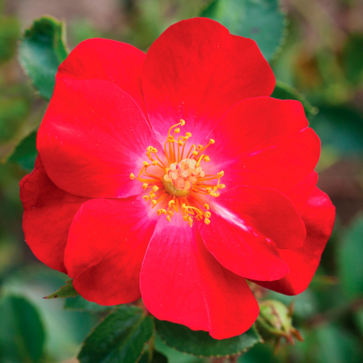 Rose Rosa 'Amulet Mella'® Red - Hardy plant