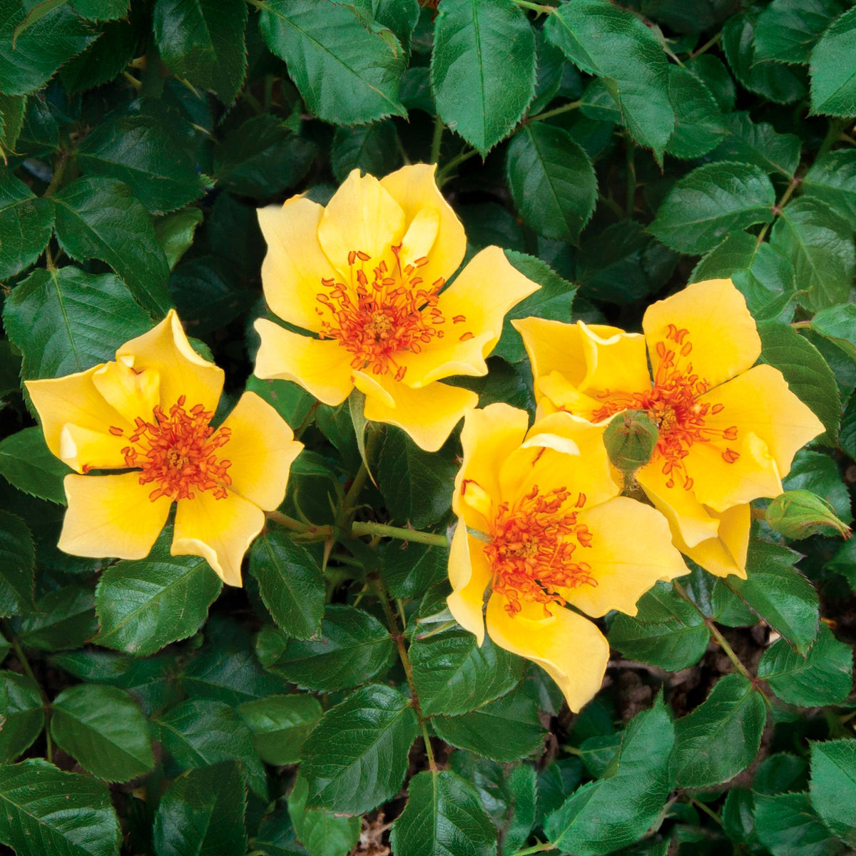Rose Rosa 'Ducat Mella'® Yellow - Hardy plant