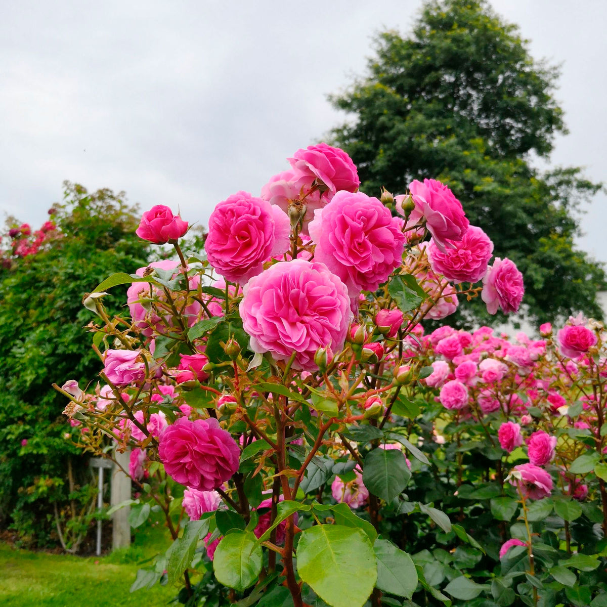 Climbing rose Rosa 'Ozeana'® Purple - Hardy plant