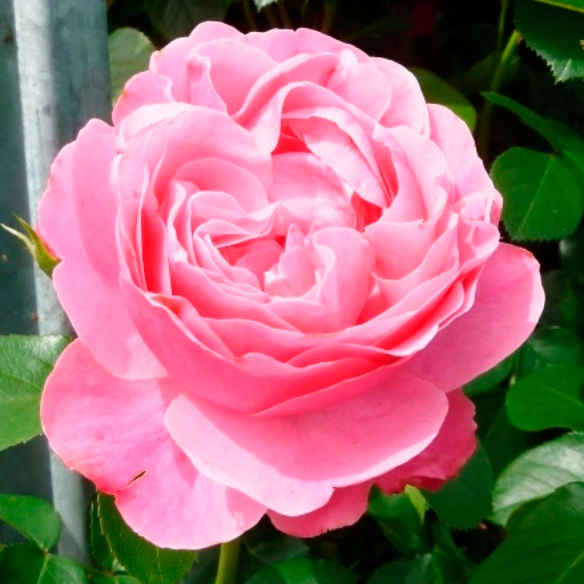 Buy Standard Tree Rose Rosa 'Leonardo Da Vinci'® Pink - Bare
