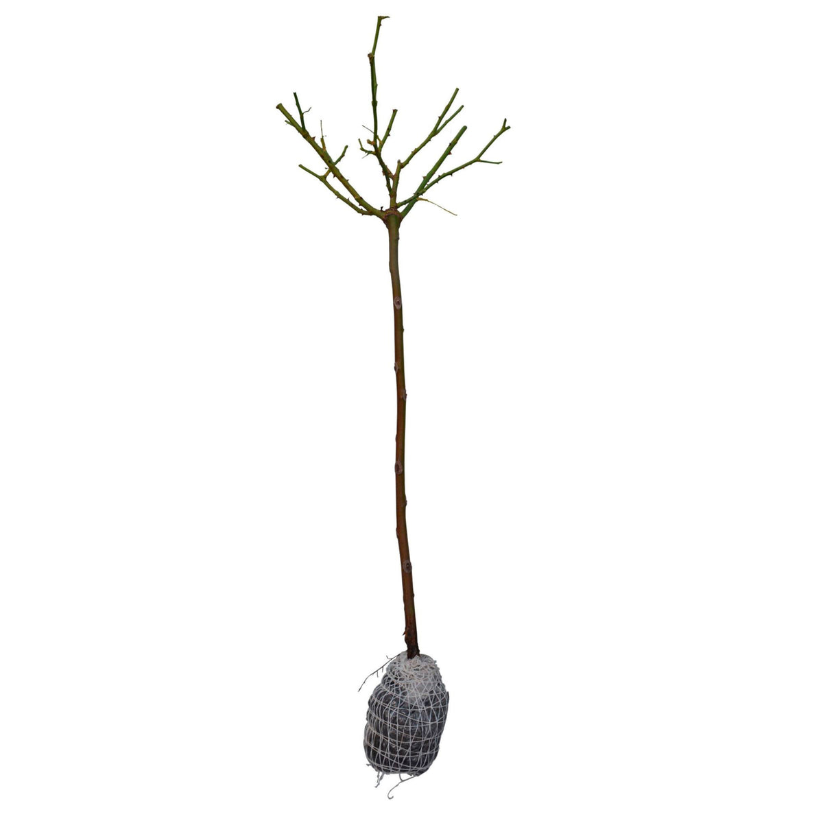 Standard Tree Rose Rosa 'Leonardo Da Vinci'® Pink - Bare rooted - Hardy plant