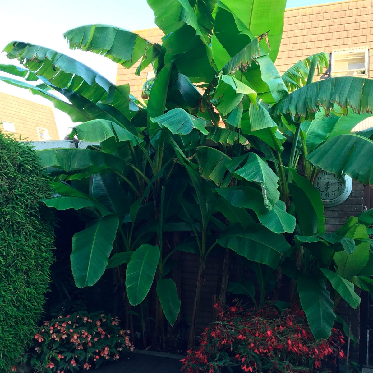 Banana plant Musa basjoo