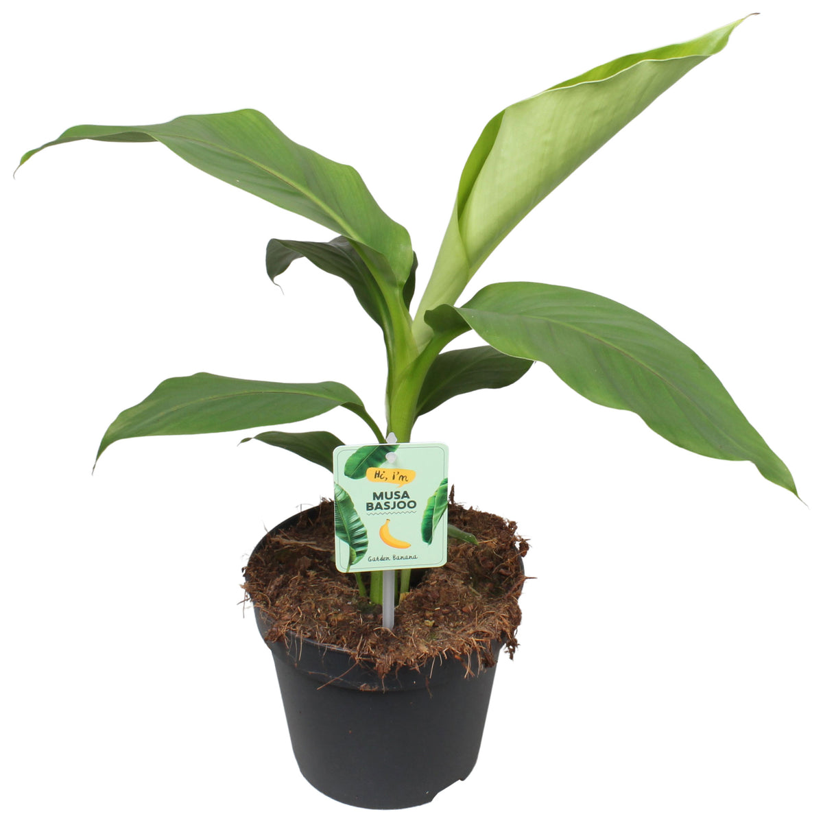Banana plant Musa basjoo