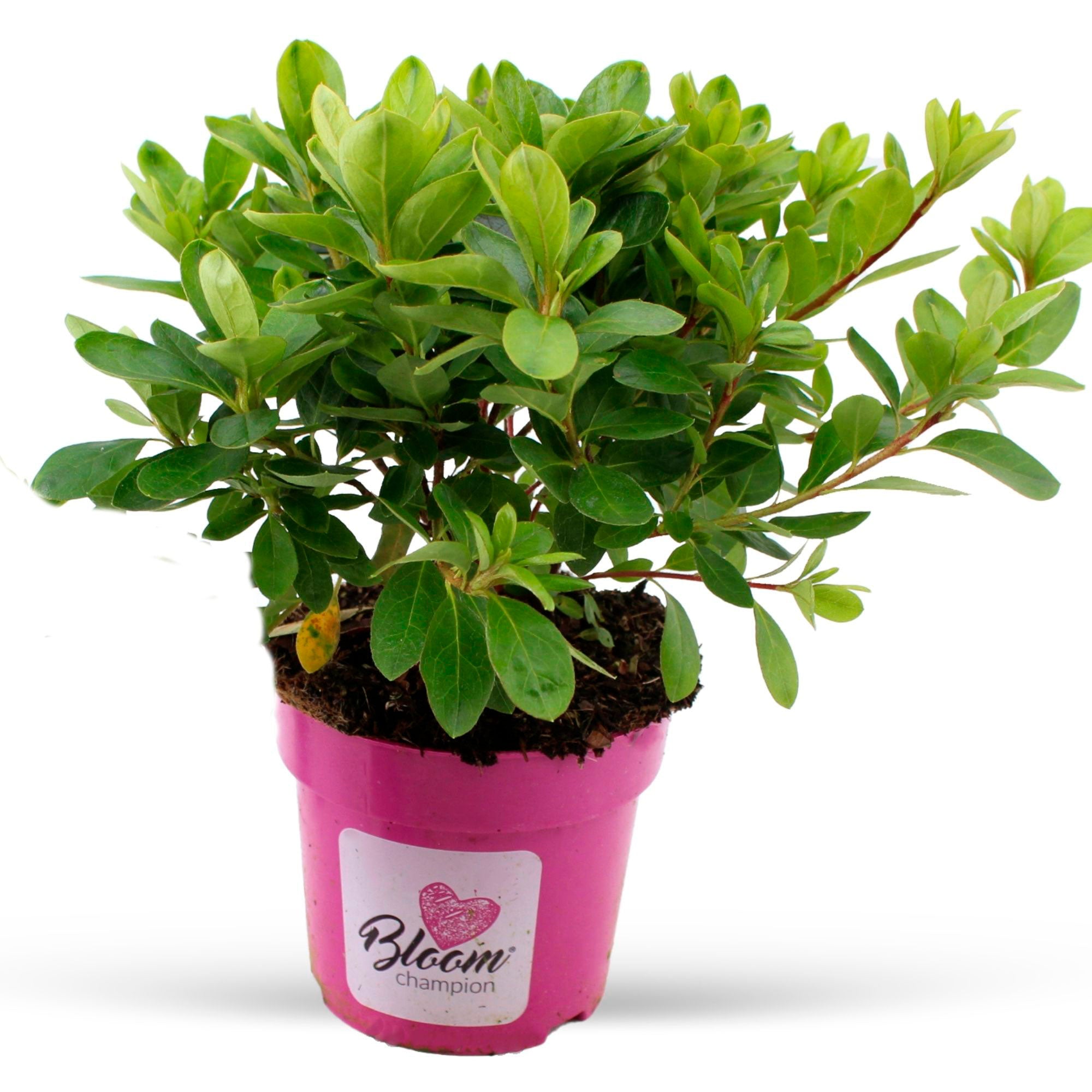 Buy ornamental shrubs now Azalea Rhododendron 'Bloomchampion' Pink - Hardy  plant